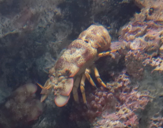 Scyllarides squamosus (Scaly Slipper Lobster, Blunt Slipper Lobster)